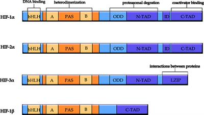 The role of hypoxia-inducible factor-1 alpha in multidrug-resistant breast cancer